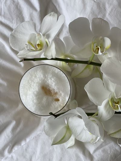 Close-up of white flowers