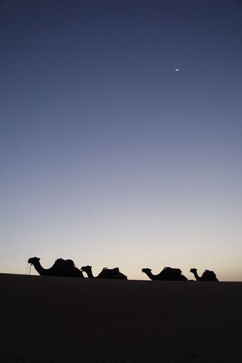 Silhouette birds against clear sky during sunset
