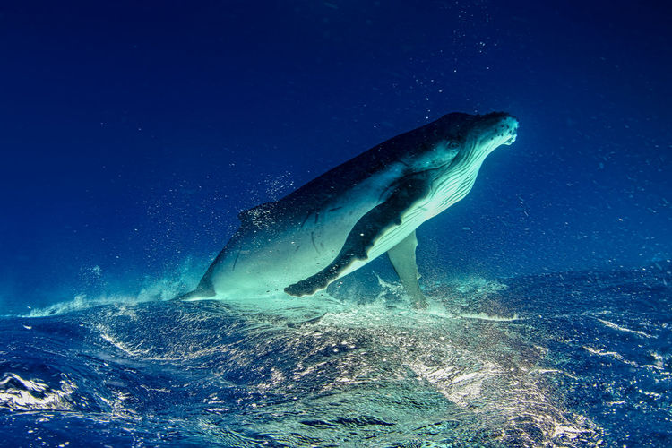 View of a humpback whale swimming in the sea