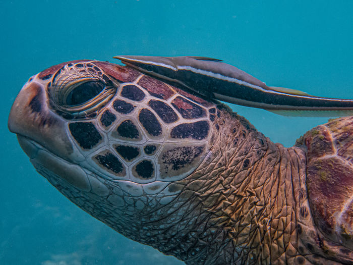Green sea turtle close up and a sucker fish attached to its head