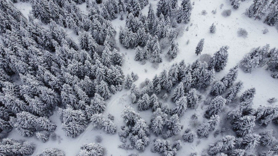 Snowed forest aerial
