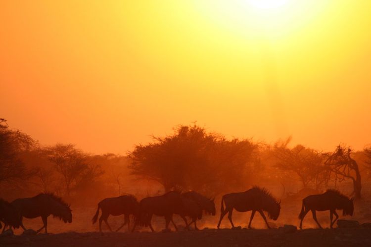 Silhouette horses grazing on landscape against orange sky