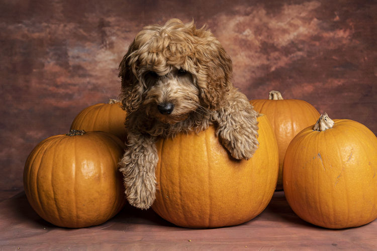 High angle view of dog by pumpkin on table