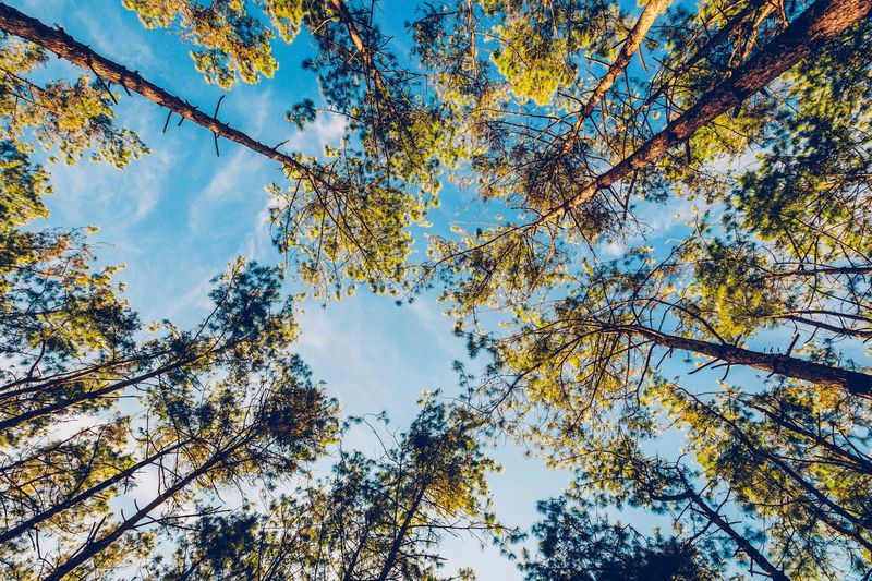 Low angle view of trees against sky during autumn