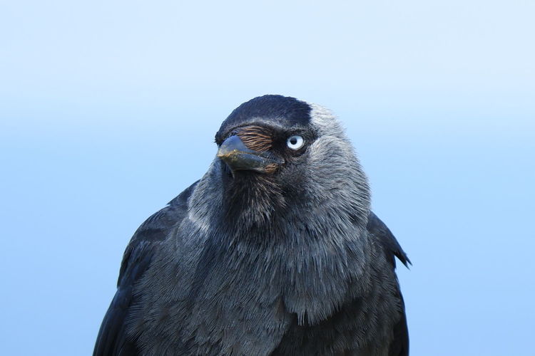 Close-up of a bird against clear sky