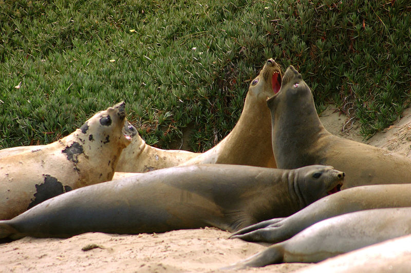 Close-up of see lions lying on sand, patagonia argentina 