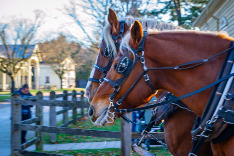 Close-up of horse