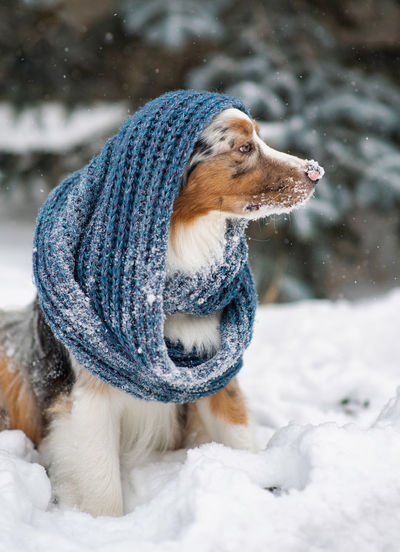 Dog looking away on snow field. muzzle in snow. cold weather. australian shepherd