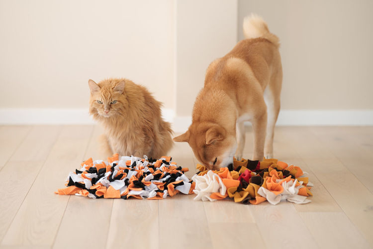 Competition between a cat and a dog. finding treats in homemade educational snuffle mats for pets.