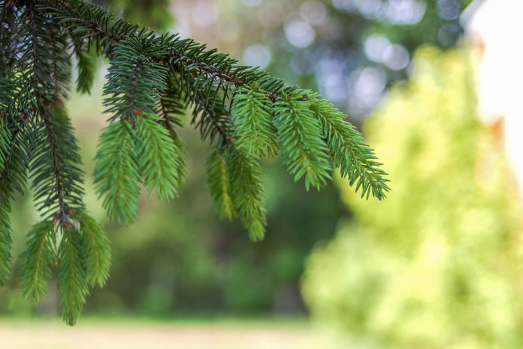 Close-up of pine tree