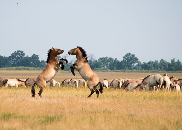 Horses fighting on grassy field