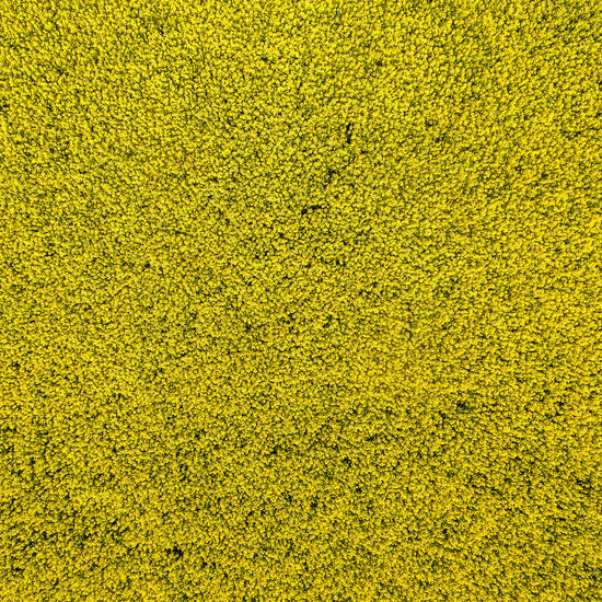 Abstract background from an aerial photo of a yellow blooming canola field at a height of 100 meters