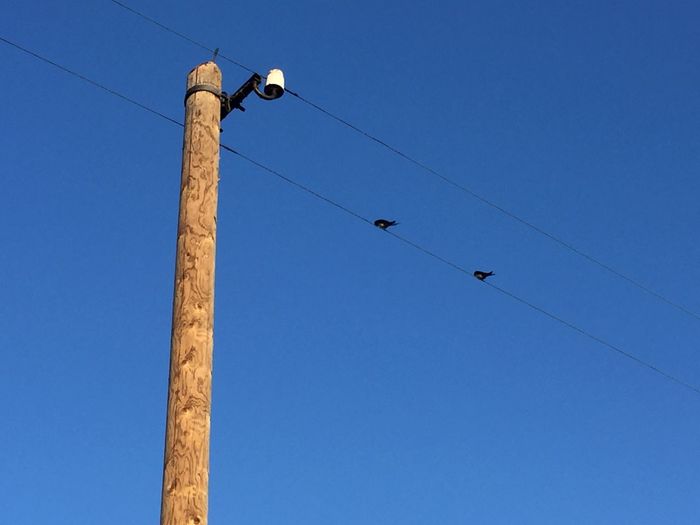 Low angle view of birds perching on telephone line