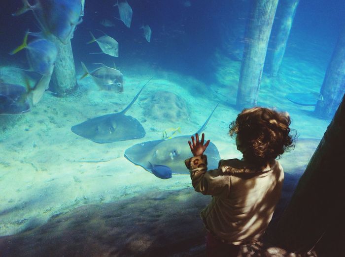 Little girl looking in fish tank at aquarium