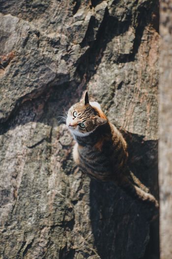 Close-up of cat sitting on stone wall