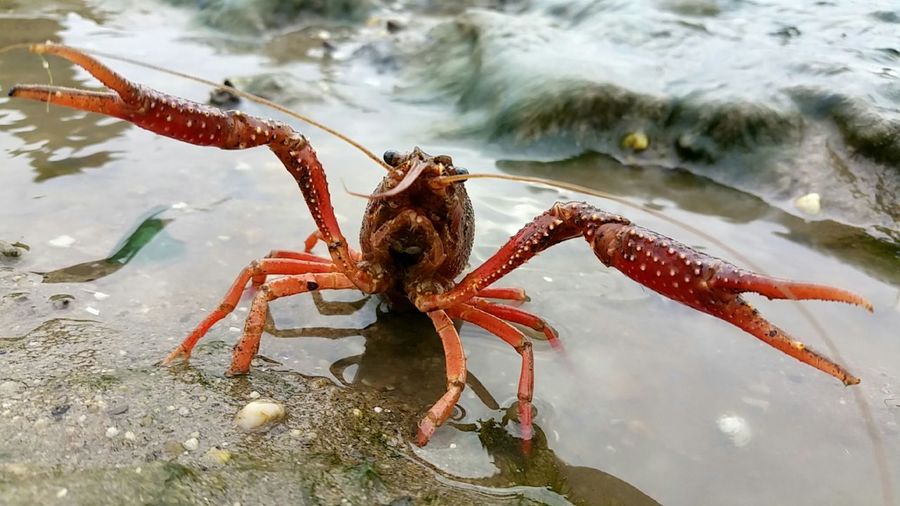 Close-up of crayfish on shore
