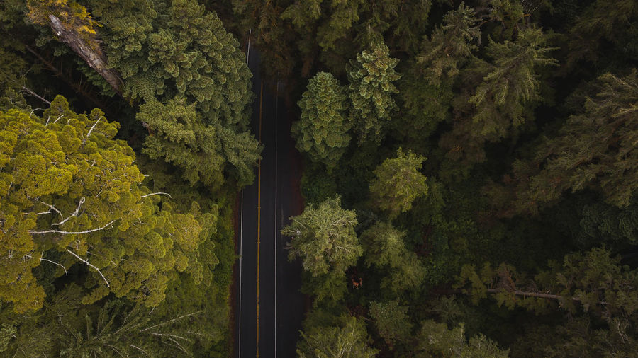 High angle view of mountain road amidst trees in redwood forest california national park 