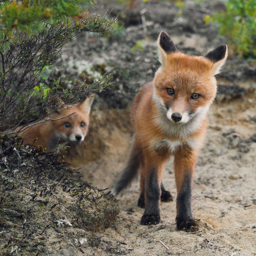 Curious fox cubs