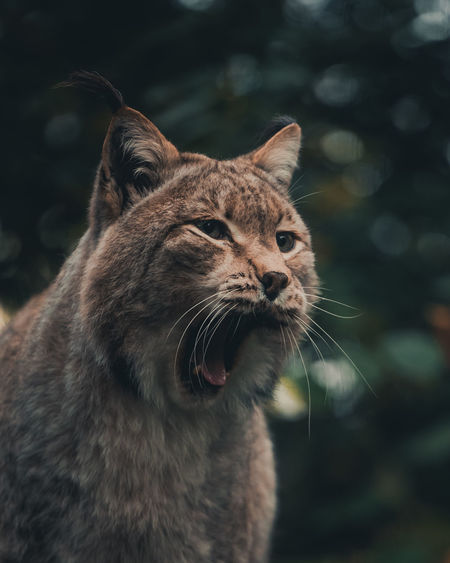 Yawning lynx