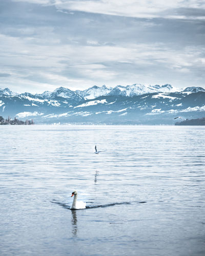 Scenic view of lake zurich with snow capped mountains behind