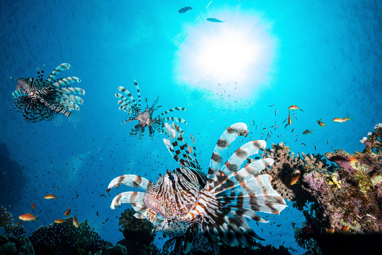 Lionfish against the sun at colorful reef of the red sea