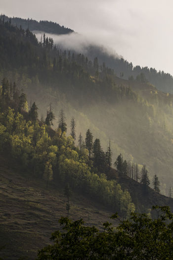 Hillside covered in pine trees and low clouds at sunset, himalaya