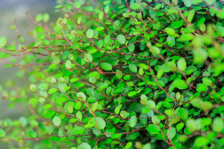 Full frame shot of tree