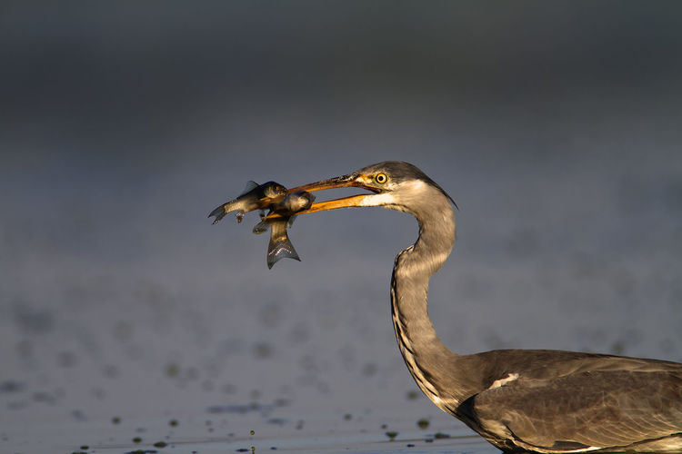 Grey heron hunting fish