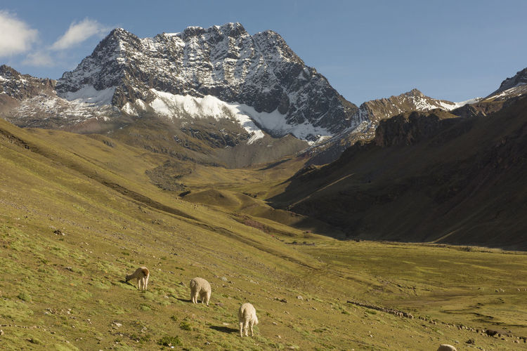  llamas grazing in a valley at the andes range