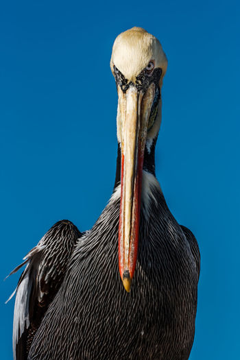 Close-up of pelican against clear blue sky