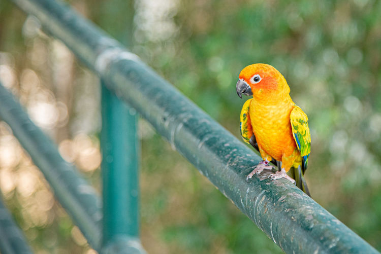 Close-up of parrot perching on branch