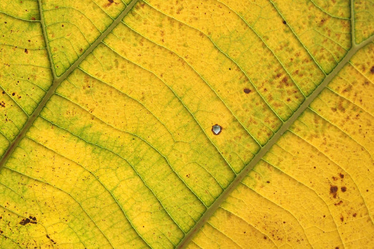 Full frame shot of yellow leaf