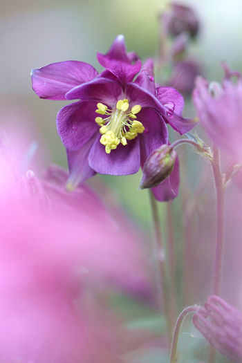 Close up of purple columbine flower