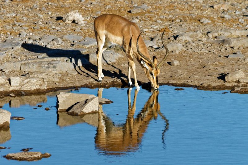 Aepyceros melampus petersi black faced impala mirrored in water