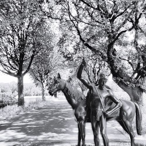 Horse on a field