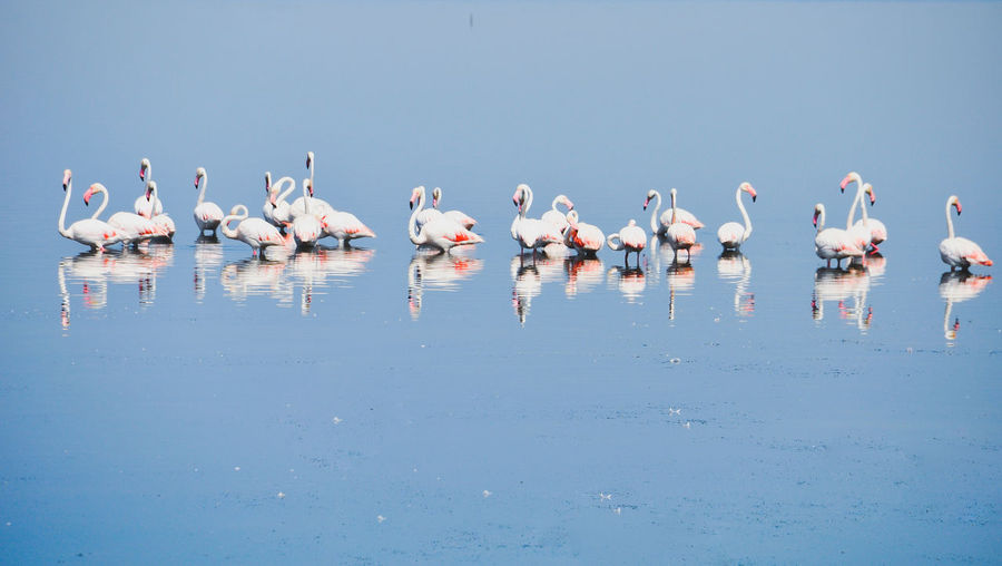 Flock of flamingos in lake