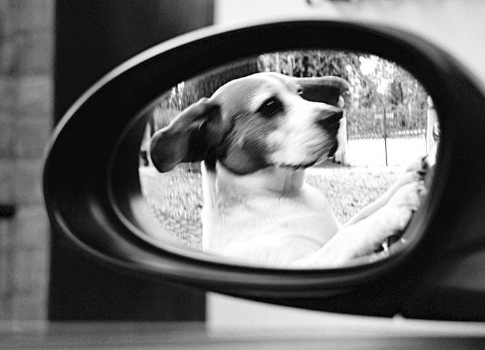 Reflection of dog on side-view mirror