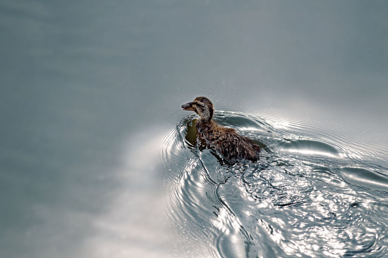 Duck swimming in lake