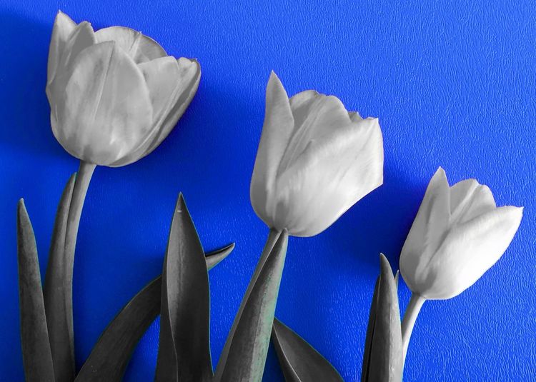 Close-up of white flowers against blue background