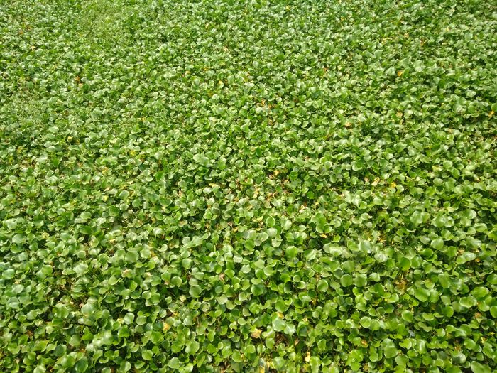Full frame shot of water hyacinth