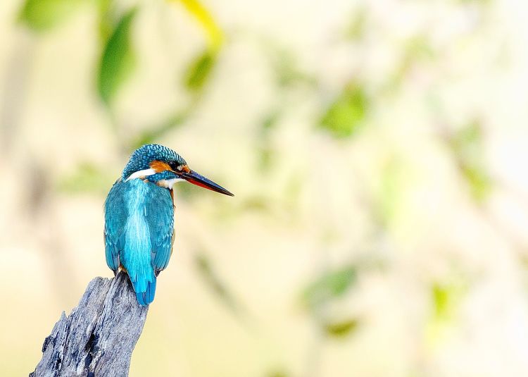 Close-up of bird perching on branch common kingfisher