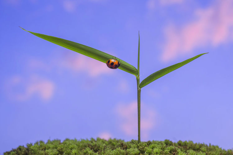 Close-up of green plant on field against sky