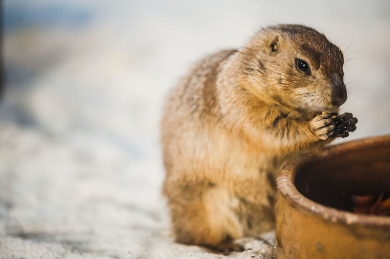 Close-up of prairie dog by container