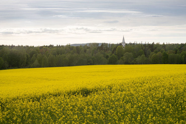 Scenic view of oilseed rape field against sky, with a church in the treeline.