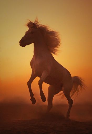 Side view of horse running at sunset