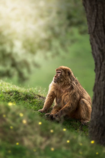 Fluffy monkey in nature looking away