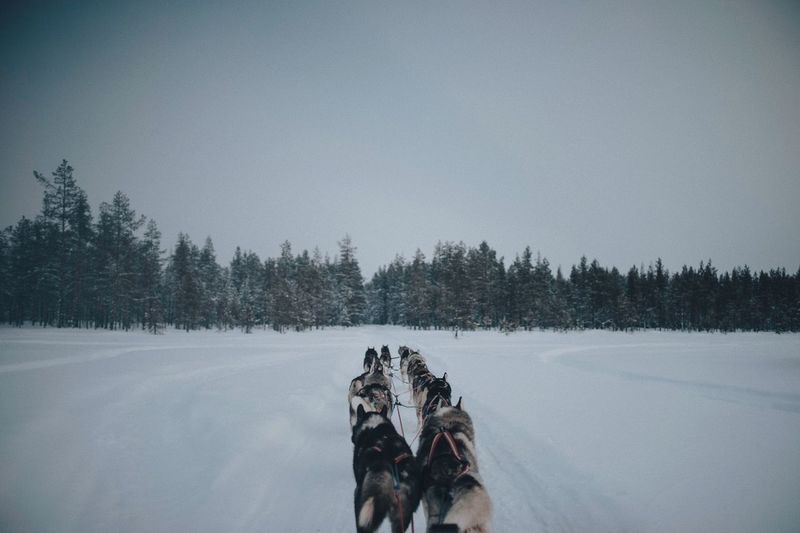 Dogs on snow covered landscape against clear sky