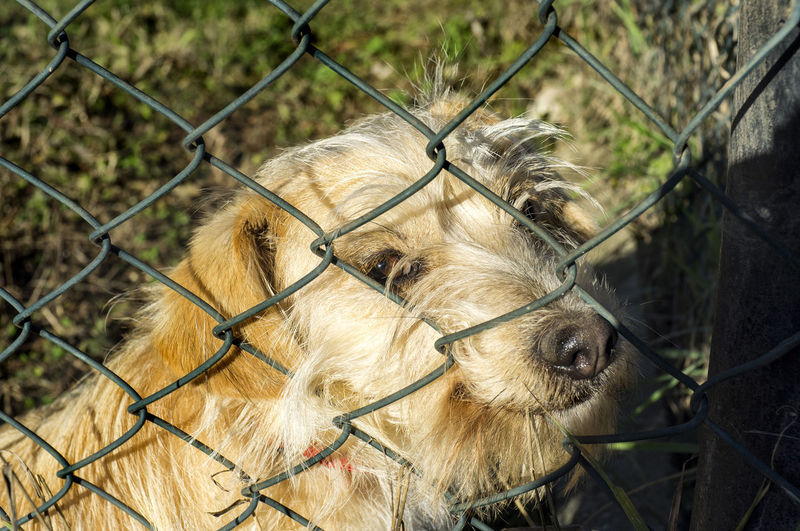 Sad dog watching people go from behind a fence