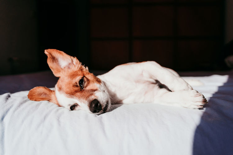 Portrait of dog resting on bed at home
