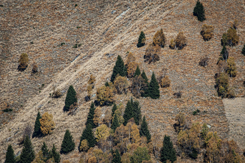 High angle view of trees on mountain